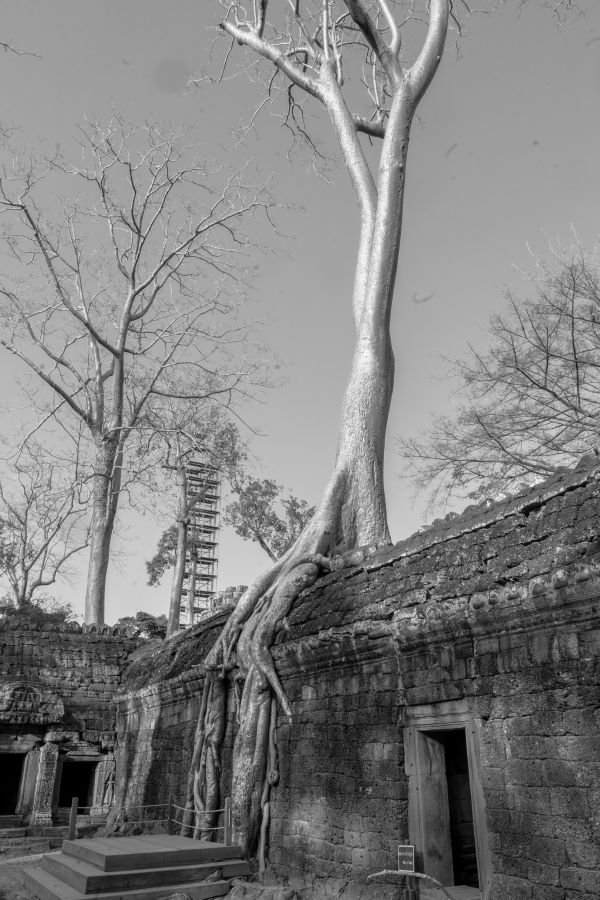 ta prohm-111.jpg